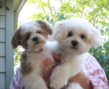 lillybits dogs